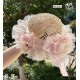 Miss Point Lamb's Flower Basket Deluxe One Piece(Reservation/3 Colours/Full Payment Without Shipping)